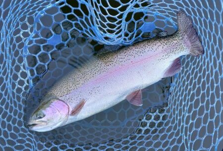 表層で大型ボッコボコ ～岡崎トラウトポンド…